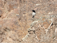 Oenanthe albonigra