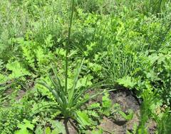 Chlorophytum bowkeri