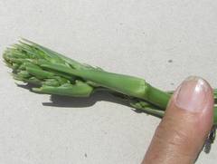 Chlorophytum bowkeri