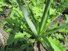 Chlorophytum bowkeri