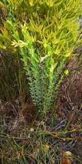 Gnidia anomala