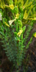 Gnidia anomala