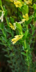 Gnidia anomala