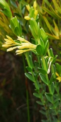 Gnidia anomala