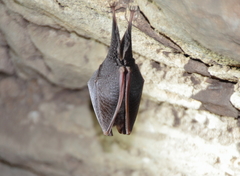 Rhinolophus hipposideros
