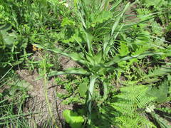 Chlorophytum bowkeri