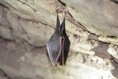 Rhinolophus hipposideros