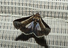Lophoptera vittigera