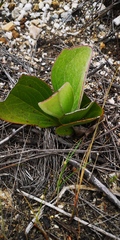 Mairia coriacea
