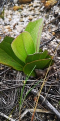 Mairia coriacea