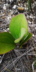 Mairia coriacea
