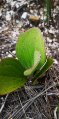 Mairia coriacea