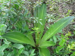 Eucomis autumnalis