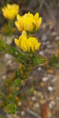 Sericeae