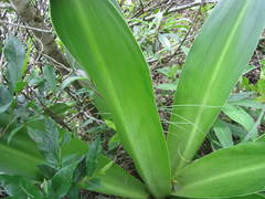 Eucomis autumnalis