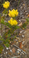 Sericeae