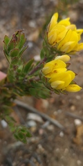 Sericeae