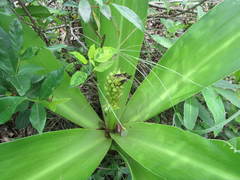 Eucomis autumnalis