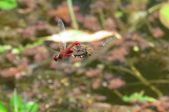 Aethriamanta circumsignata