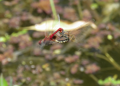 Aethriamanta circumsignata