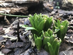 Hyacinthus orientalis
