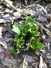 Hyacinthus orientalis