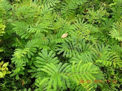 Acacia terminalis
