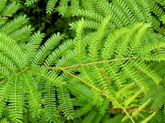Acacia terminalis