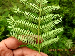 Acacia terminalis