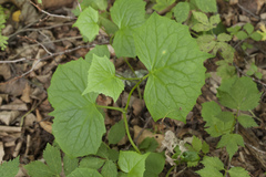 Parasenecio auriculatus
