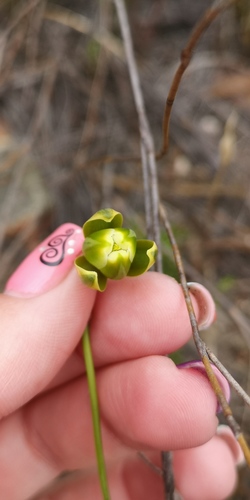 Albuca cooperi