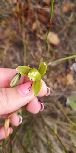 Albuca cooperi
