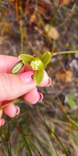 Albuca cooperi