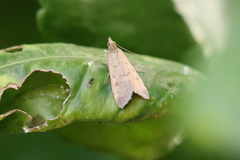 Achyra affinitalis