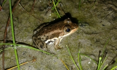 Lithobates virgatipes