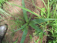 Ledebouria apertiflora