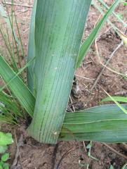 Ledebouria apertiflora