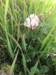 Trifolium clypeatum