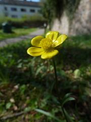 Ranunculus bulbosus