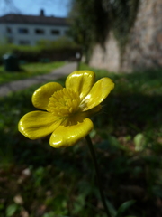 Ranunculus bulbosus