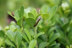 Achyra affinitalis