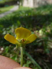Ranunculus bulbosus