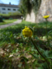 Ranunculus bulbosus