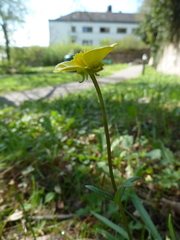 Ranunculus bulbosus