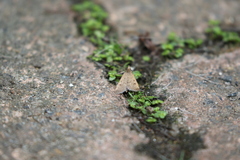 Achyra affinitalis