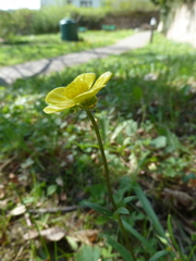 Ranunculus bulbosus