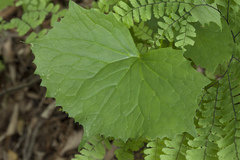 Parasenecio auriculatus