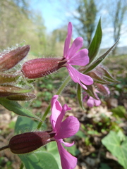 Silene dioica