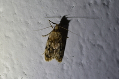 Barea exarcha