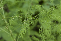 Asparagus schoberioides